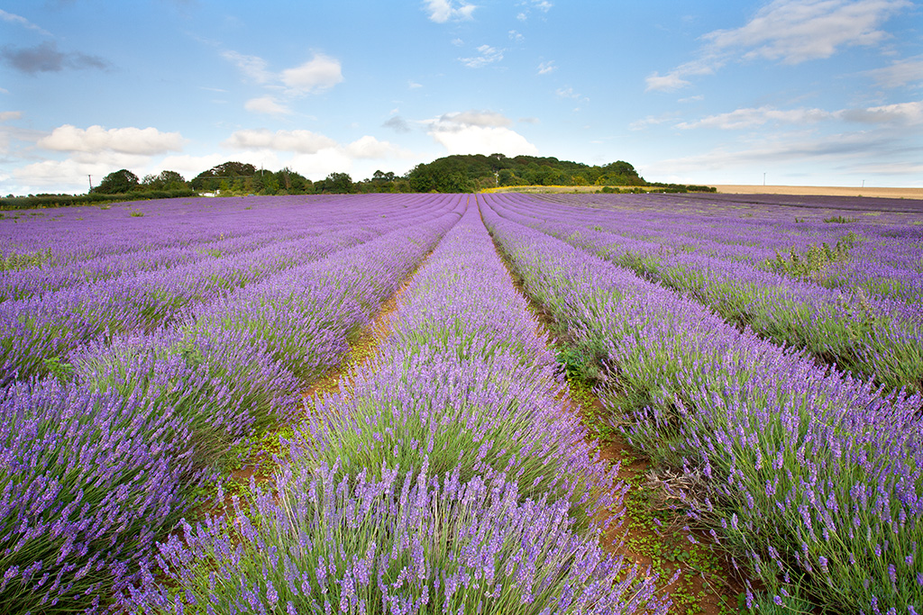 Norfolk Gallery 1 - Photography Workshops, Landscape & Commercial 